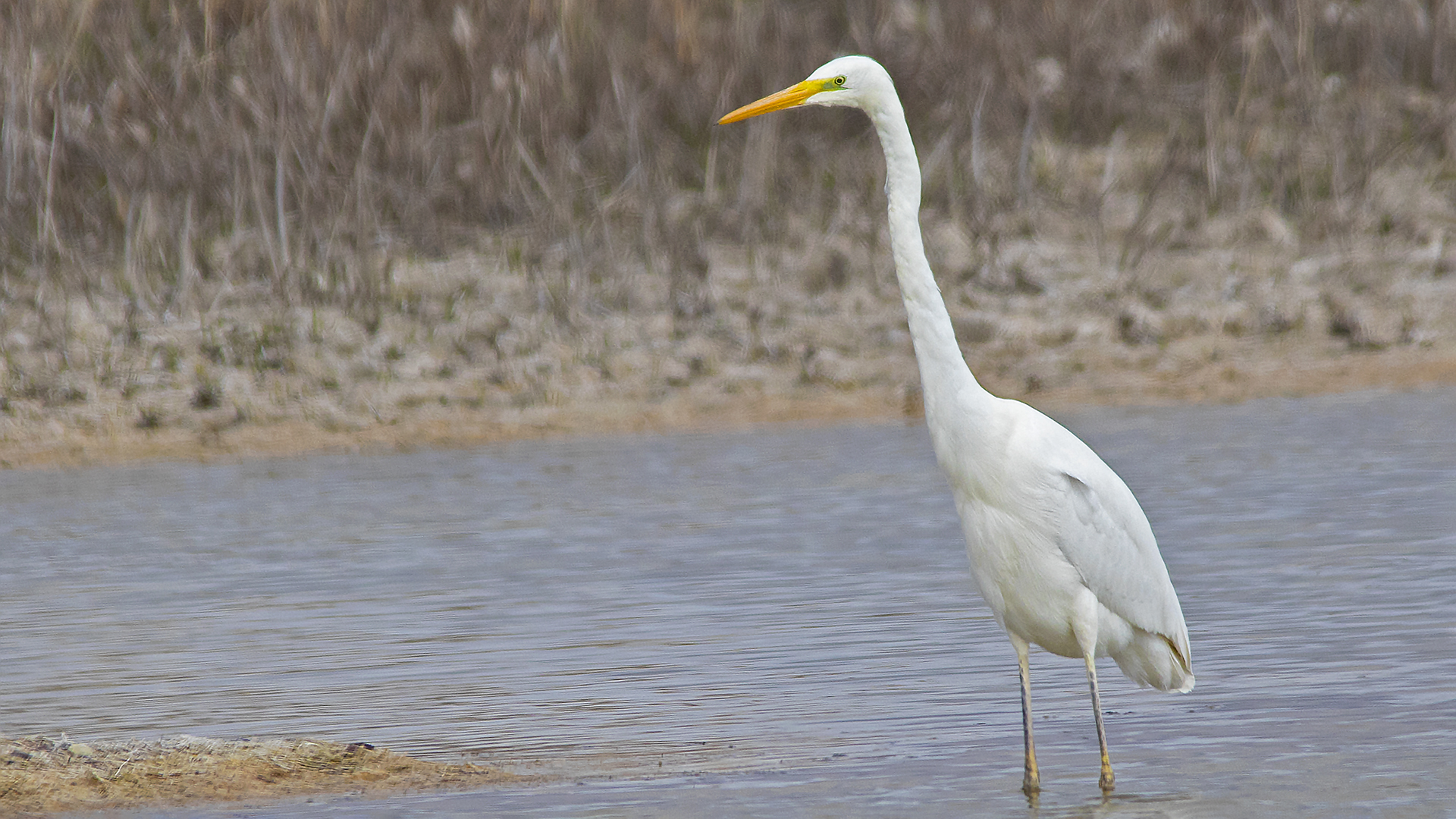 Great Egret
